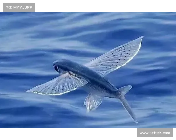 揭开冰鳞蓝鱼的神秘生态面纱探索深海奇迹与适应之道 揭开冰鳞蓝鱼的神秘生态面纱探索深海奇迹与适应之道