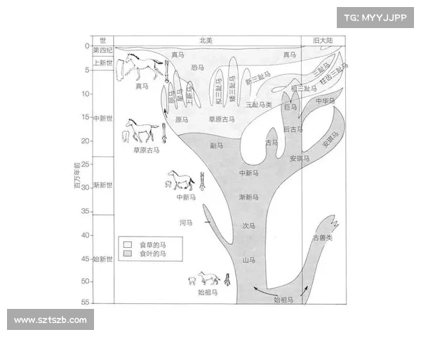 马的脚趾结构与其他动物的差异探秘及其进化意义 马的脚趾结构与其他动物的差异探秘及其进化意义